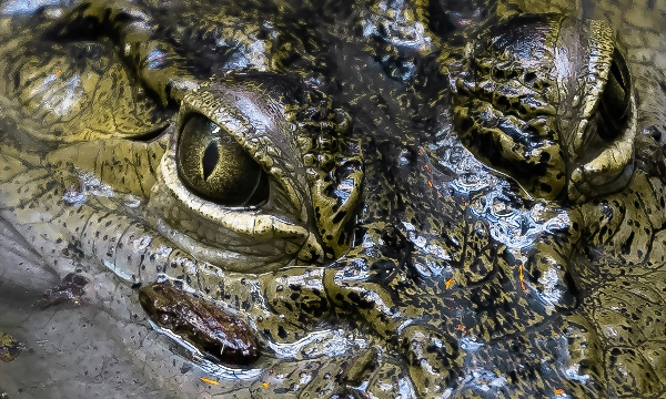 Gator